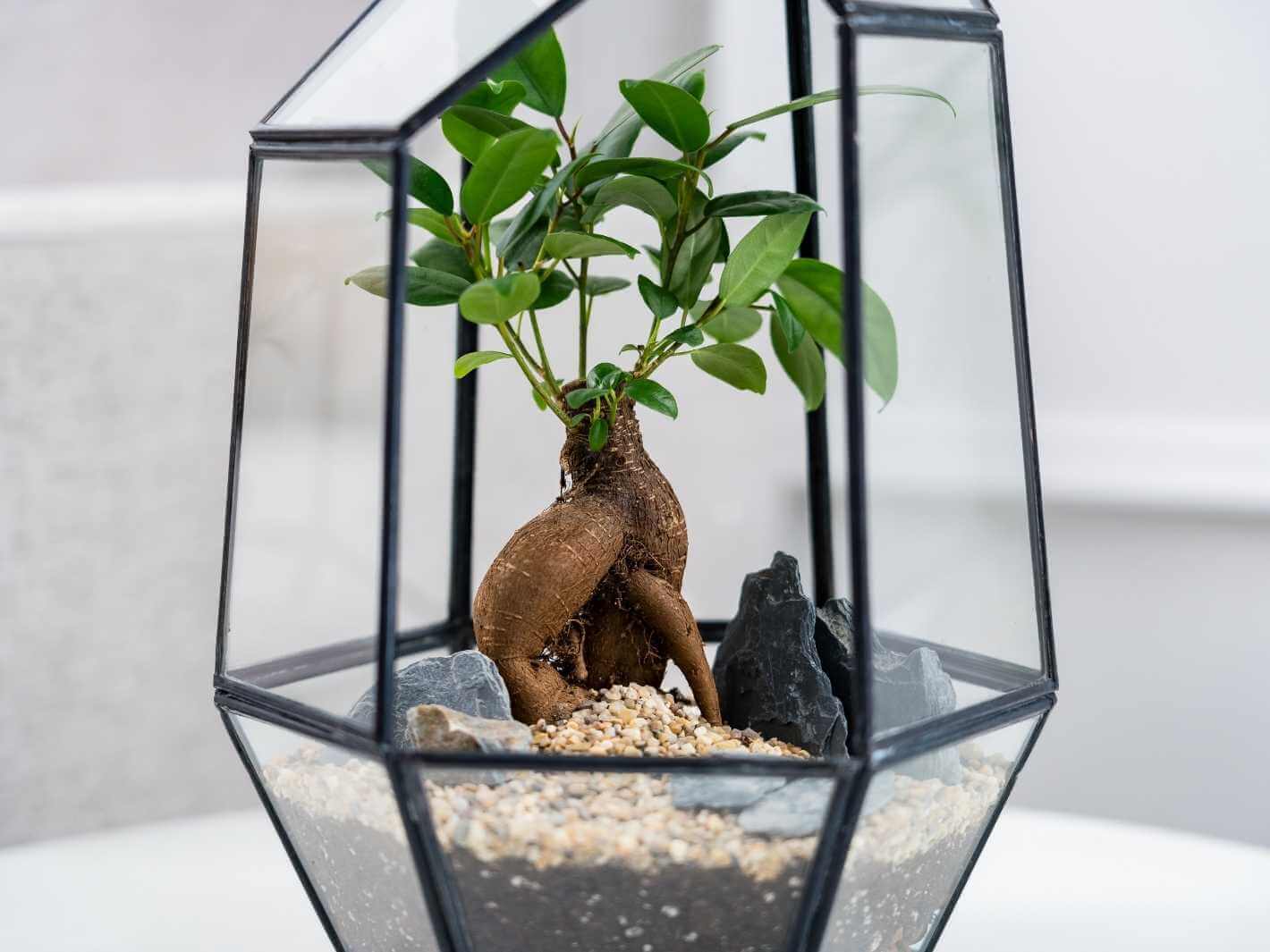 terrarium-with-bonsai