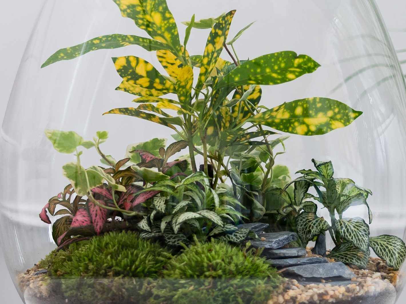 terrarium-plants