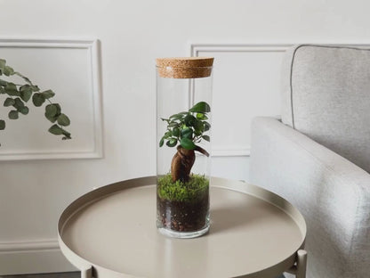 Ficus terrarium ◦ Fully-assembled ◦ Monument H: 30 cm