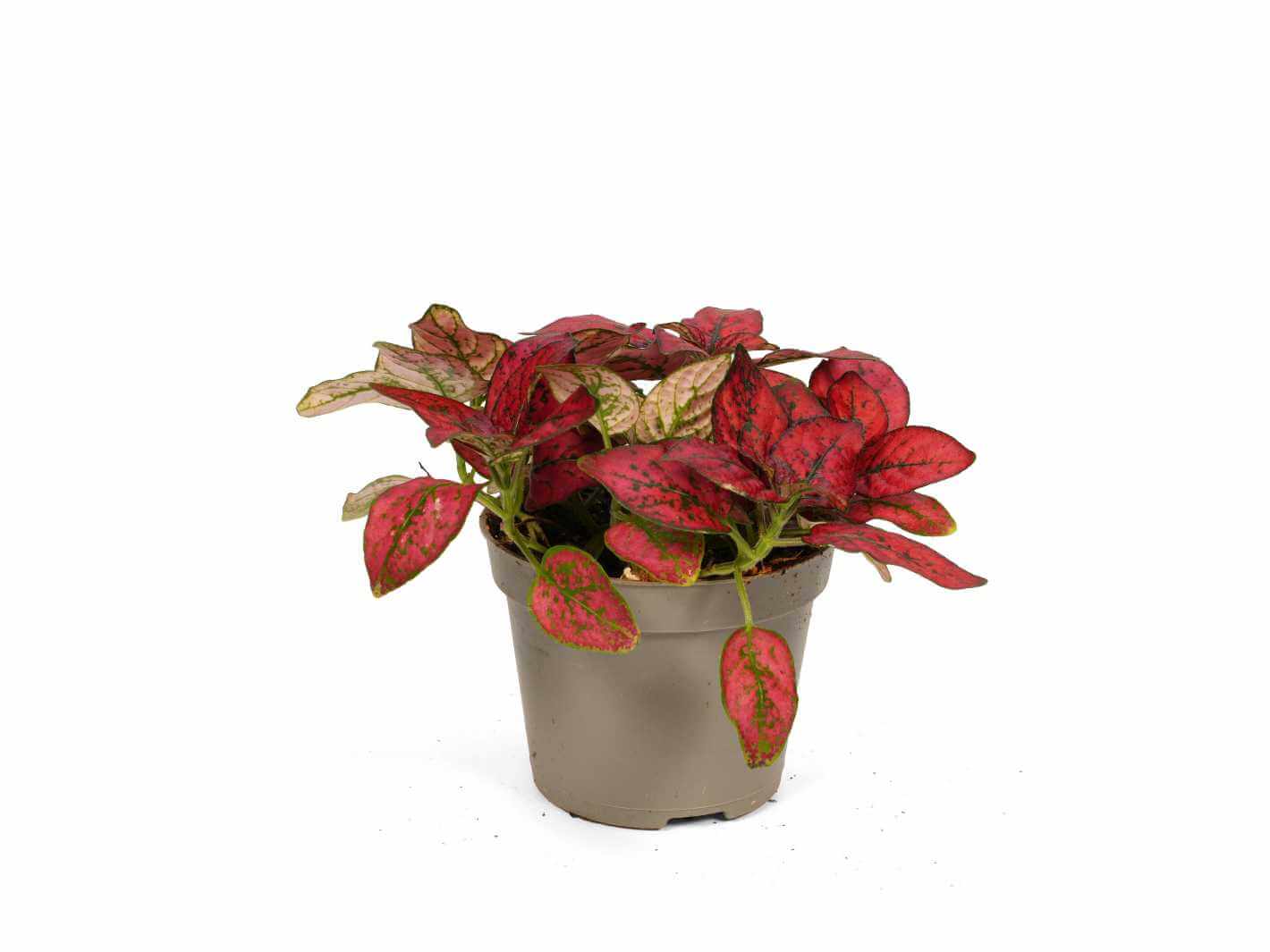 Red Polka Dot Plant