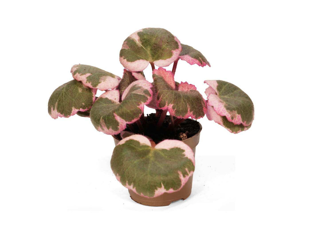 Saxifraga Variegata Strawberry Begonia with creamy white and green variegated leaves