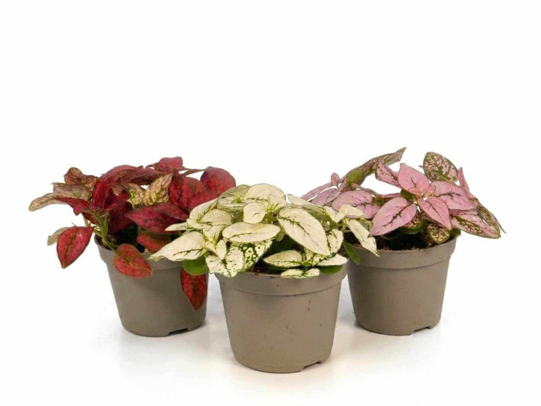 Polka Dot Plant ◦ Various Colours