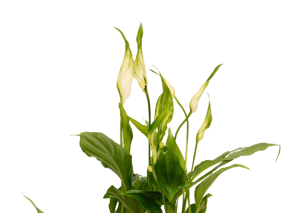 Close-up of Peace Lily Spathiphyllum Chopin white bloom