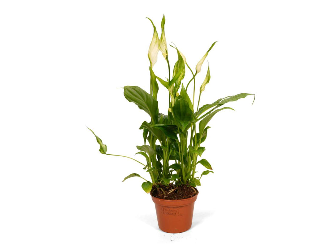 Spathiphyllum Chopin Peace Lily with glossy green leaves and white flower