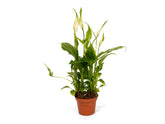 Spathiphyllum Chopin Peace Lily with glossy green leaves and white flower