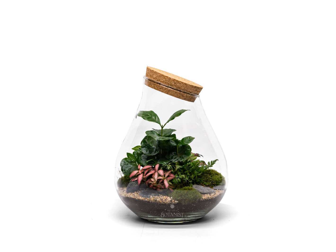 closed-terrarium-with-plants