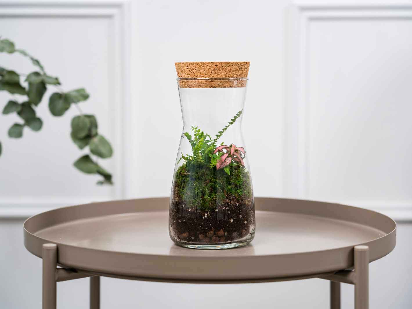 fittonia-terrarium