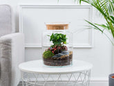 terrarium-starter-kit-large,-complete-kit-with-living-plants-included