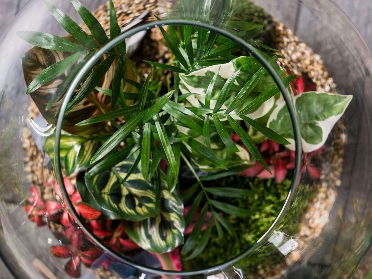 tropical-plants-for-terrarium