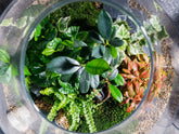 terrarium-plants-uk