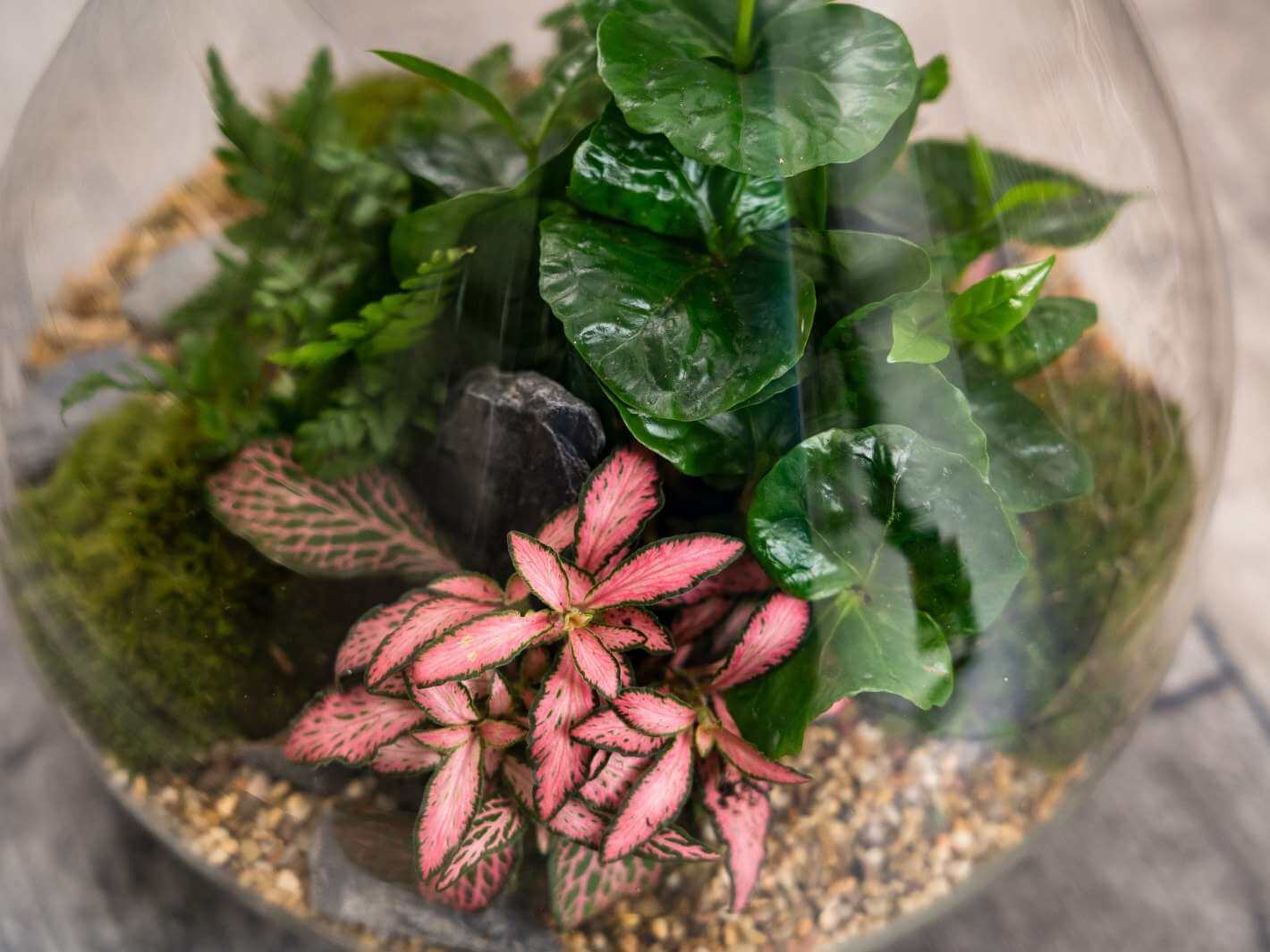 best-plants-for-terrarium