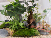 self-sustaining-ecosystem-terrarium