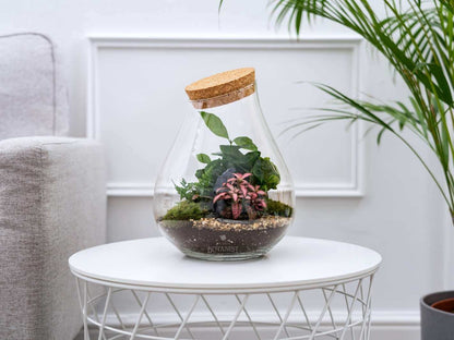 Coffea-plant-terrarium