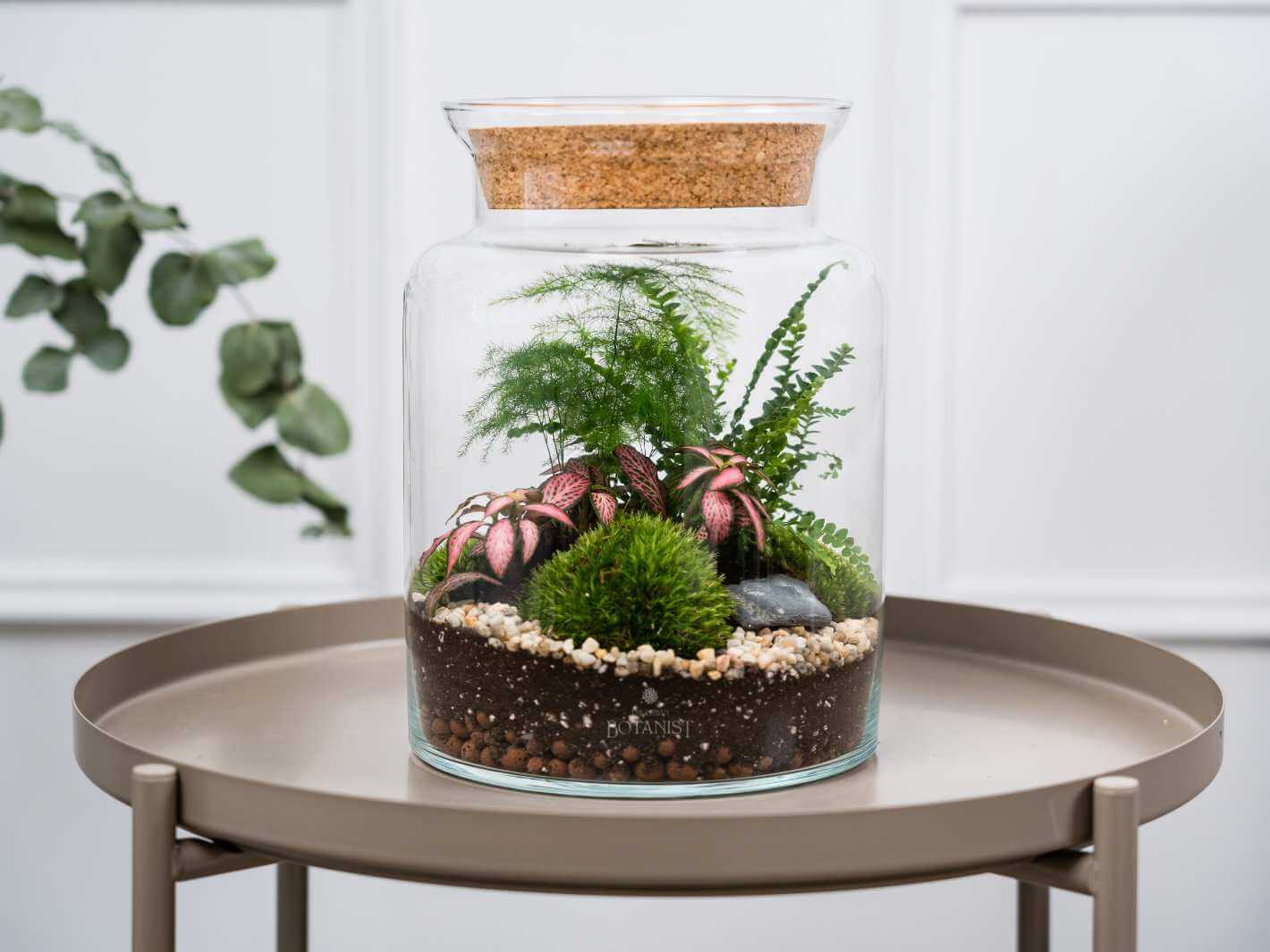 terrarium plants ferns Pre-Planted Fern Terrarium