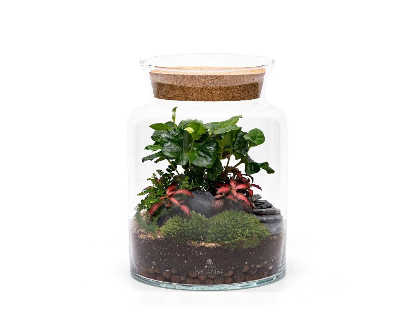 terrarium-kit-with-plants-and-jar