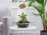 make-your-own-terrarium