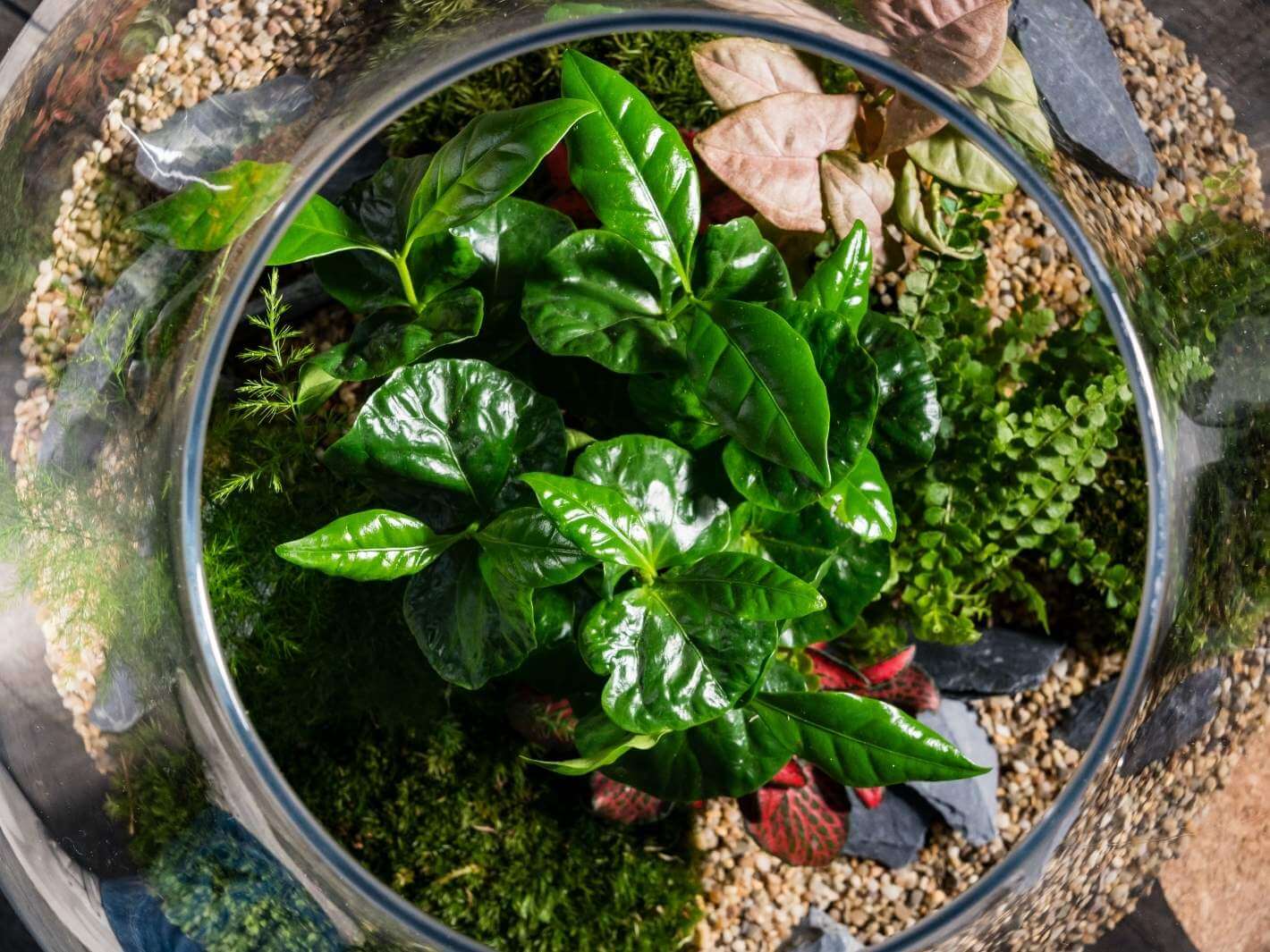 best-terrarium-plants