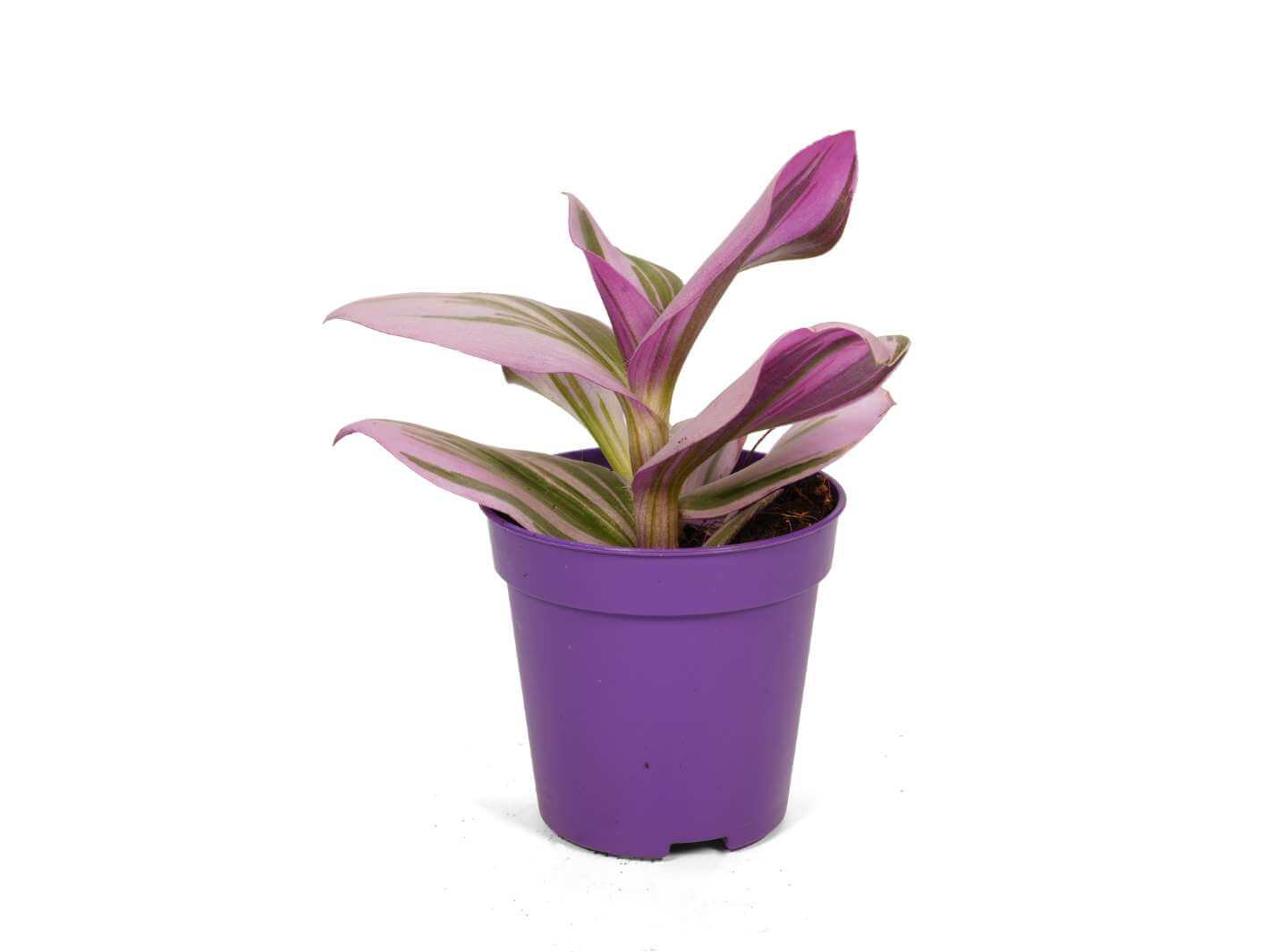 Tradescantia Nanouk Fantasy Venice with vibrant pink purple and green leaves