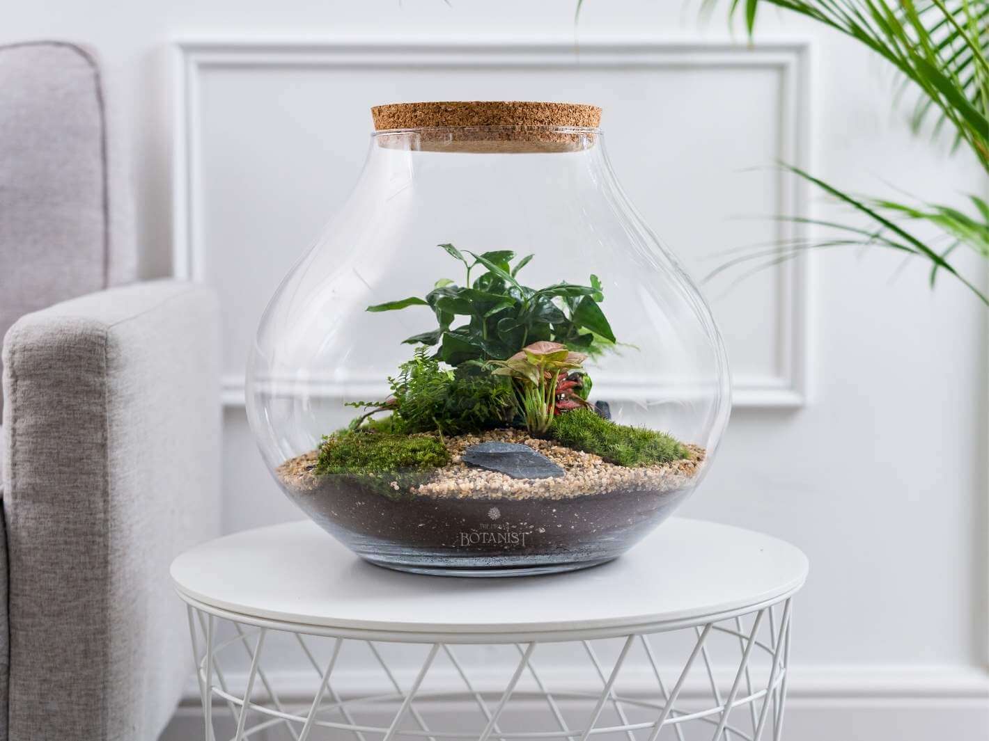 coffea-arabica-terrarium