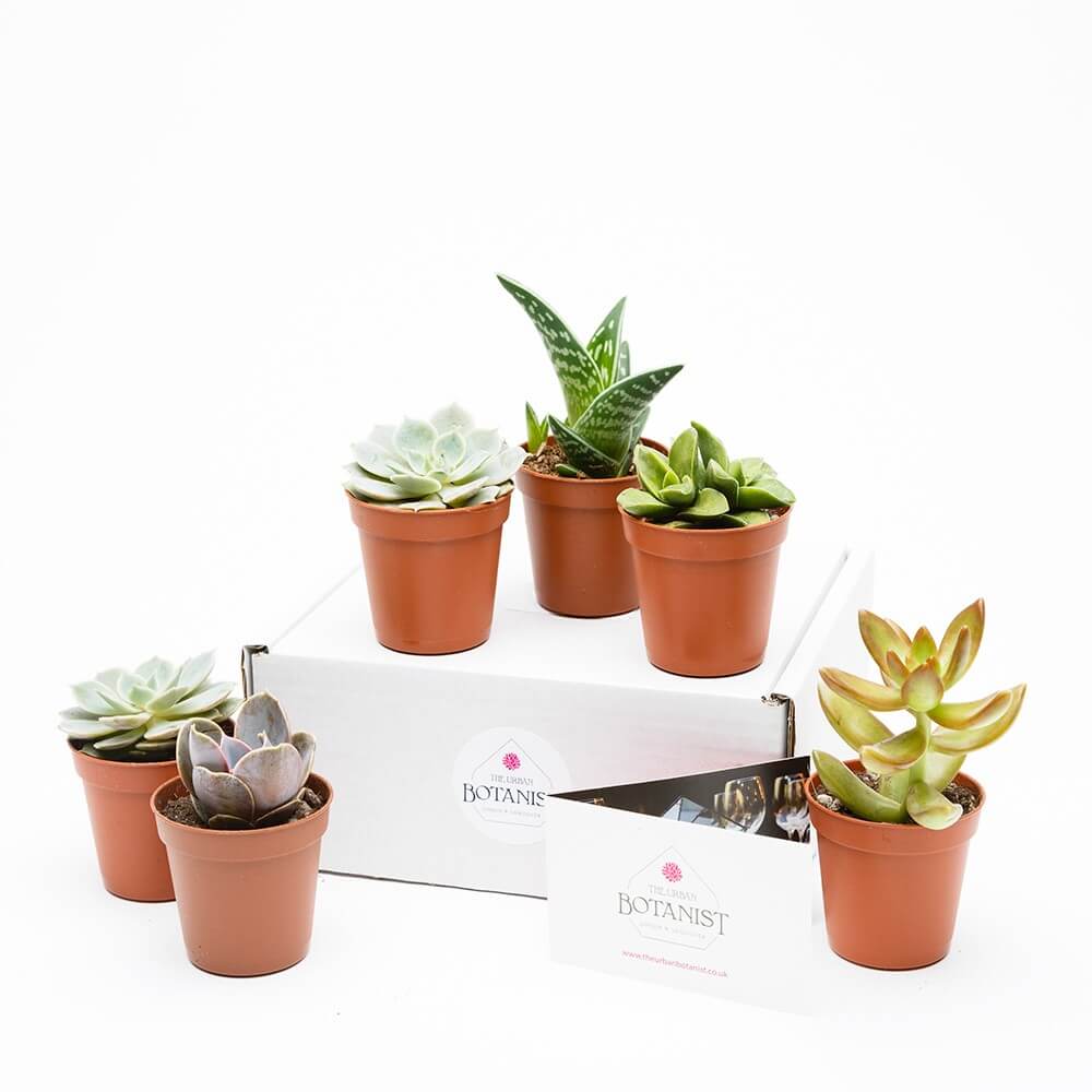 Mini Succulent Collection - 6 Plants