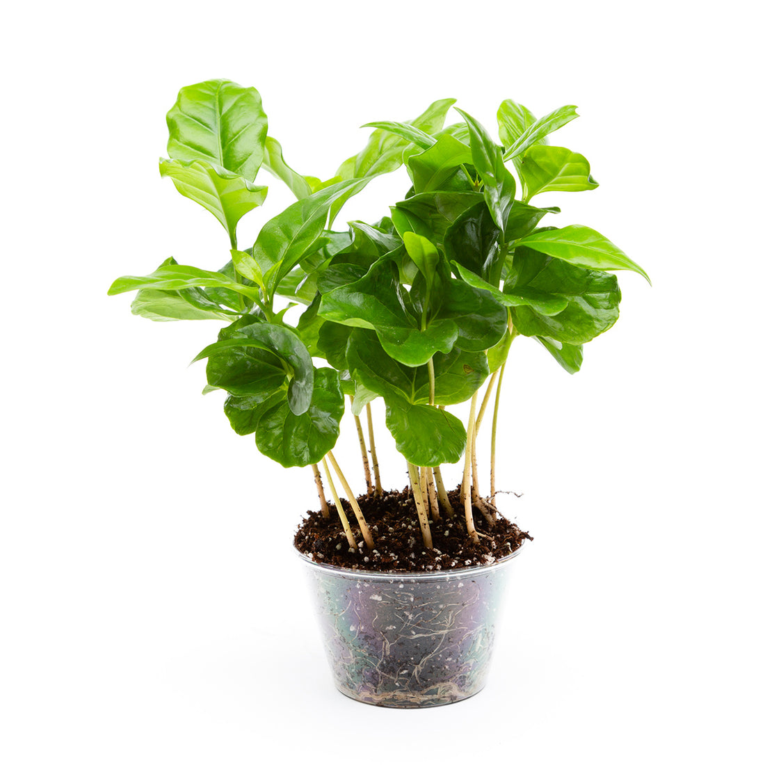 Potted Arabica (Coffee) Plant