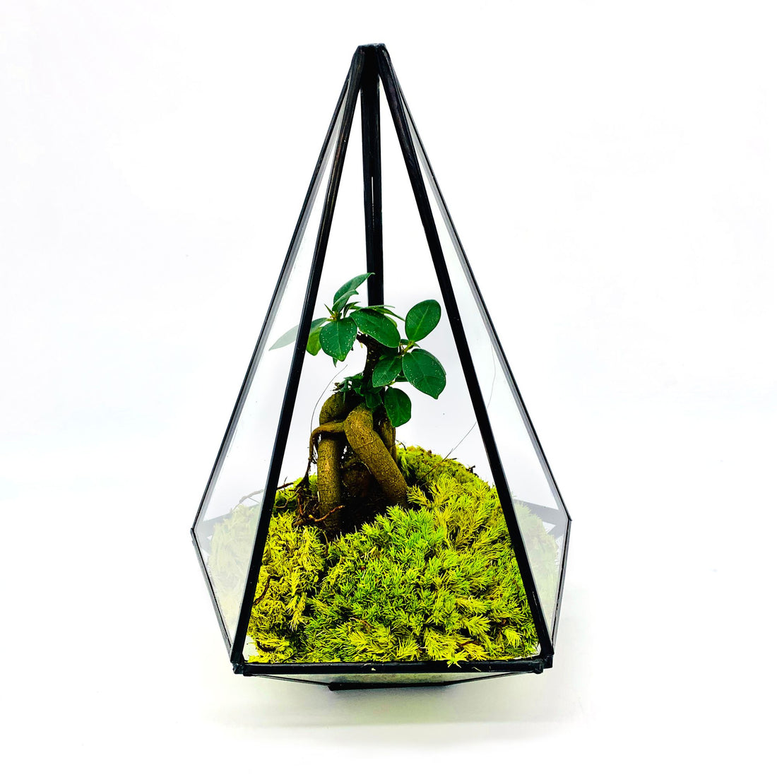 Terrariums, Terrarium Kits and Fully Assembled Succulent and Cacti