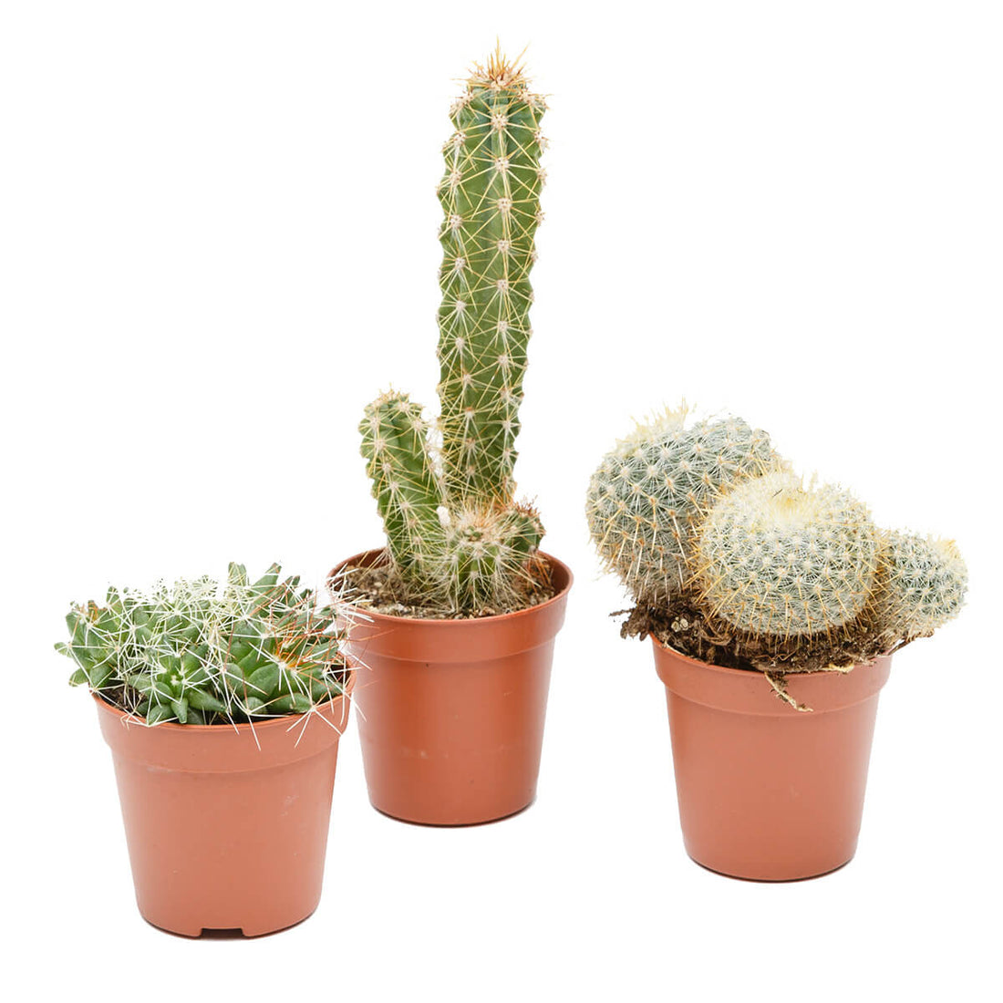 Mini Cacti Collection - 3 Plants