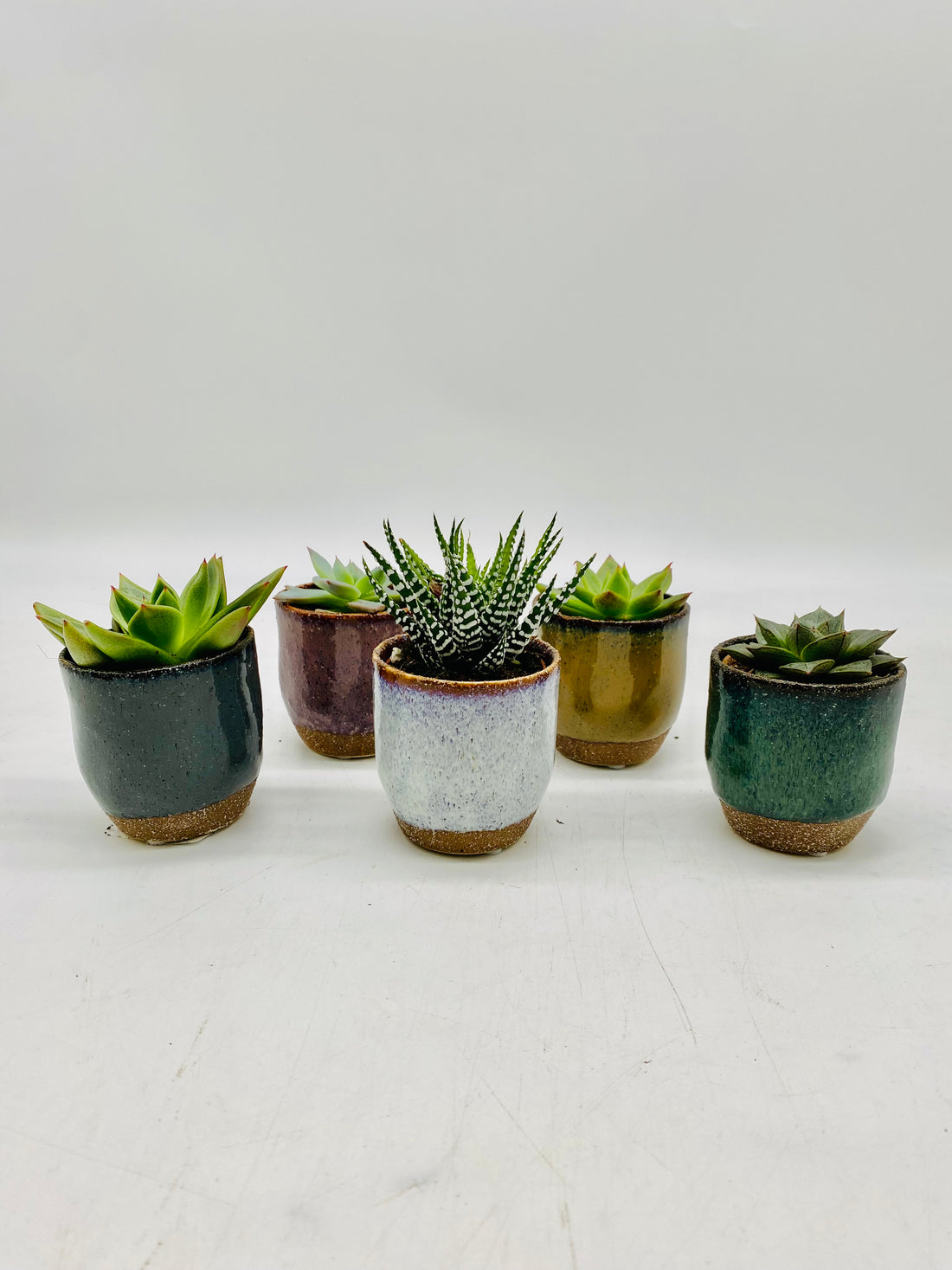 Earthenware Succulent Gift Set 5 Plants